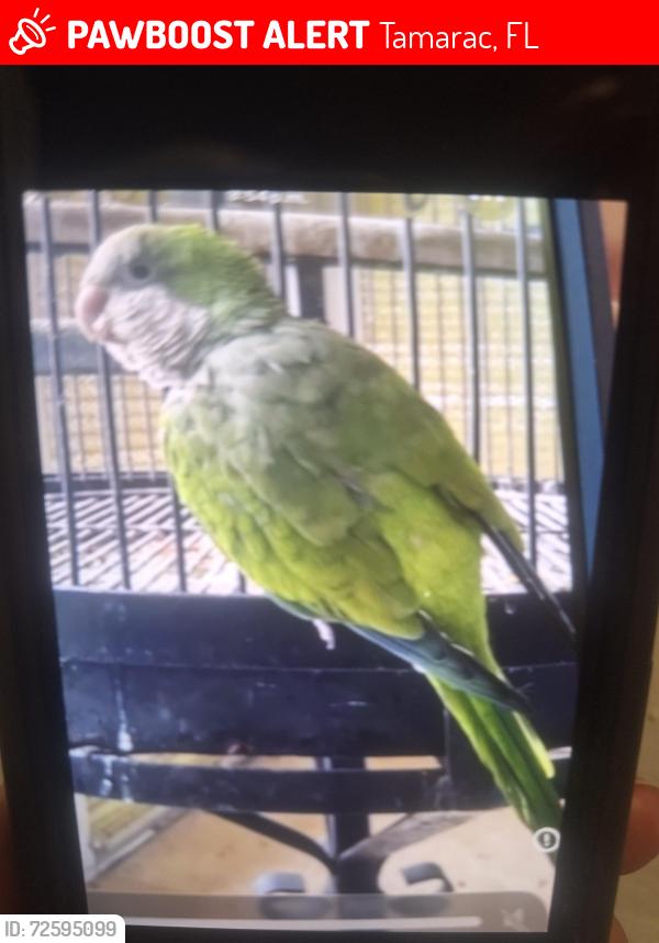 Lost Male Bird last seen 70th and McNab, Tamarac, FL 33068
