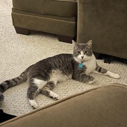 Lost Male Cat last seen Rocky River Rd. & Quail Hollow Dr., Harrisburg, NC 28075