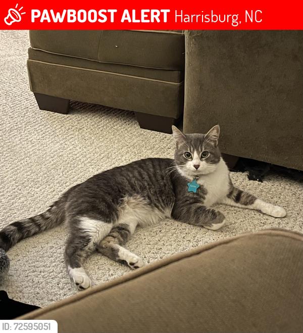 Lost Male Cat last seen Rocky River Rd. & Quail Hollow Dr., Harrisburg, NC 28075