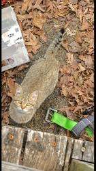Lost Female Cat last seen Concord s, Cleveland, TN 37312