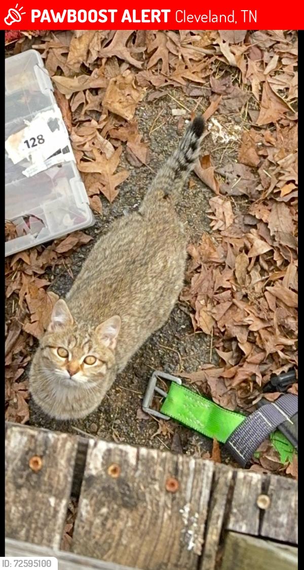 Lost Female Cat last seen Concord s, Cleveland, TN 37312