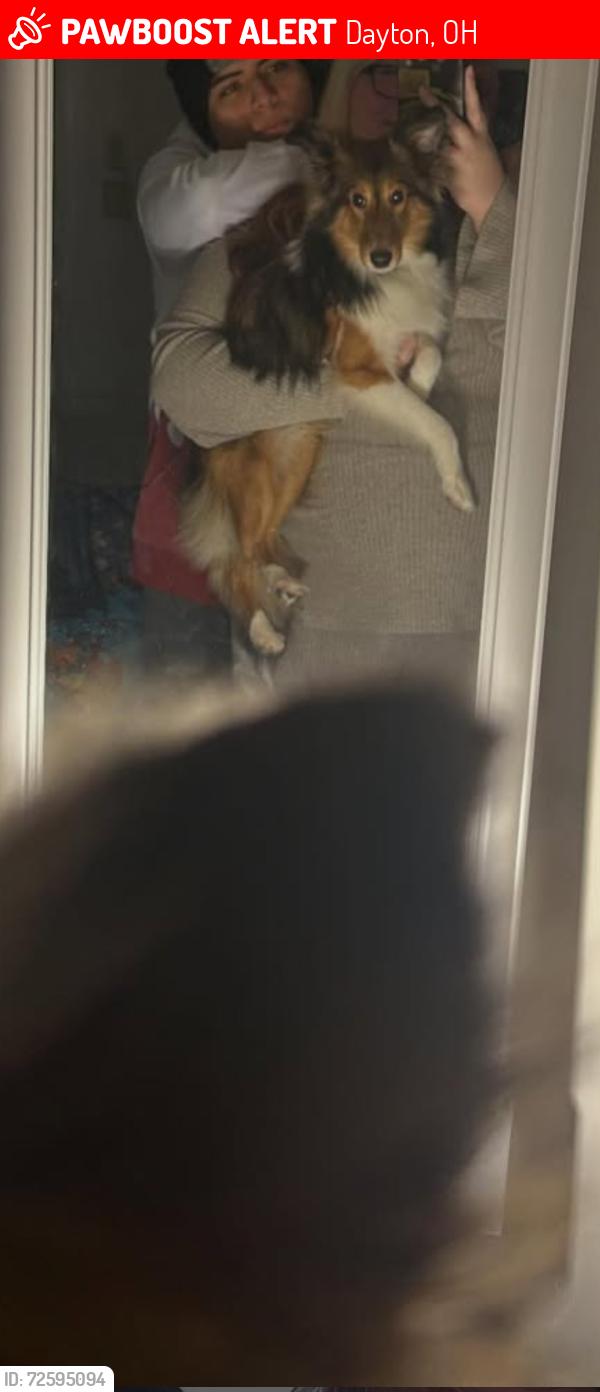 Lost Male Dog last seen Near bracken pl, Dayton, OH 45459