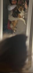 Lost Male Dog last seen Near bracken pl, Dayton, OH 45459