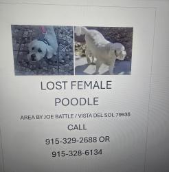 Lost Female Dog last seen Vista del Sol , El Paso, TX 79936