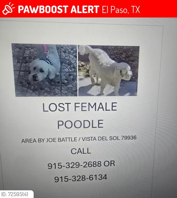 Lost Female Dog last seen Vista del Sol , El Paso, TX 79936