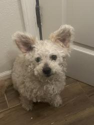 Lost Male Dog last seen N King Road & Mckee road San Jose , San Jose, CA 95116