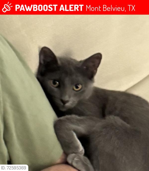 Lost Female Cat last seen i 10 east 1409, Mont Belvieu, TX 77523