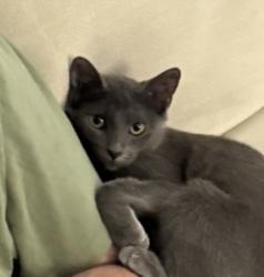 Lost Female Cat last seen i 10 east 1409, Mont Belvieu, TX 77523