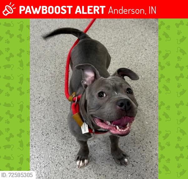 Lost Female Dog last seen 53rd st and columbus ave  anderson,IN. 46013, Anderson, IN 46013