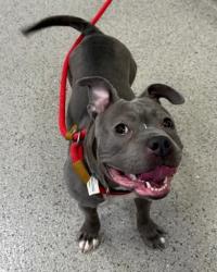 Lost Female Dog last seen 53rd st and columbus ave  anderson,IN. 46013, Anderson, IN 46013