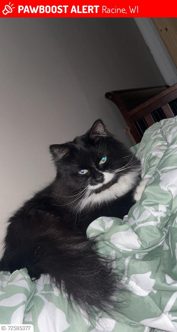 Lost Male Cat last seen Grand Ave by police station, Racine, WI 53403