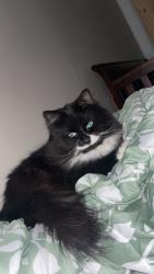Lost Male Cat last seen Grand Ave by police station, Racine, WI 53403