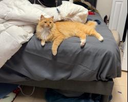 Lost Unknown Cat last seen S Harrells Ferry Rd, Baton Rouge, LA 70816