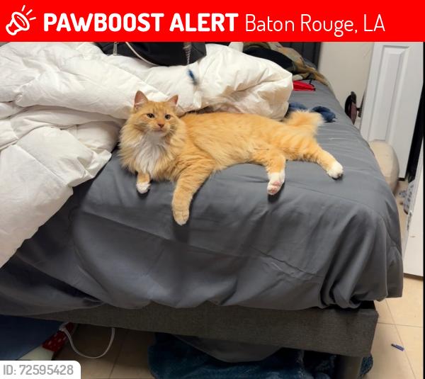 Lost Unknown Cat last seen S Harrells Ferry Rd, Baton Rouge, LA 70816
