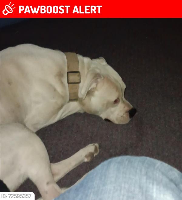 Lost Male Dog last seen Santa Ana Pueblo, NM - Town of Bernalillo, NM 87004, Santa Ana Pueblo, NM 87004