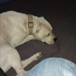 Lost Male Dog last seen Santa Ana Pueblo, NM - Town of Bernalillo, NM 87004, Santa Ana Pueblo, NM 87004