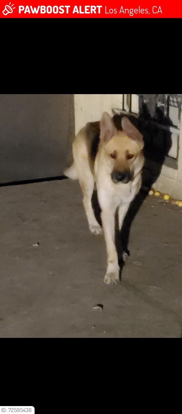 Lost Female Dog last seen Avalon and Colden, Los Angeles, CA 90003