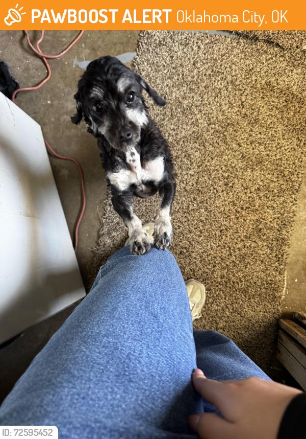Found/Stray Male Dog last seen South western Av & 59th , Oklahoma City, OK 73139