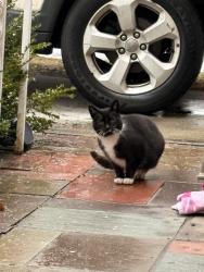 Found/Stray Unknown Cat last seen Horris Harding exp., Queens, NY 11362