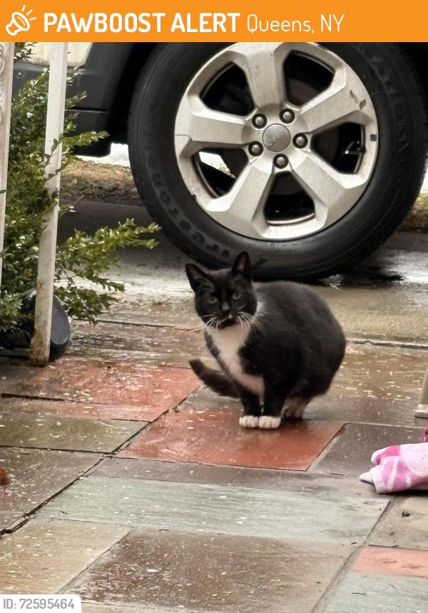 Found/Stray Unknown Cat last seen Horris Harding exp., Queens, NY 11362