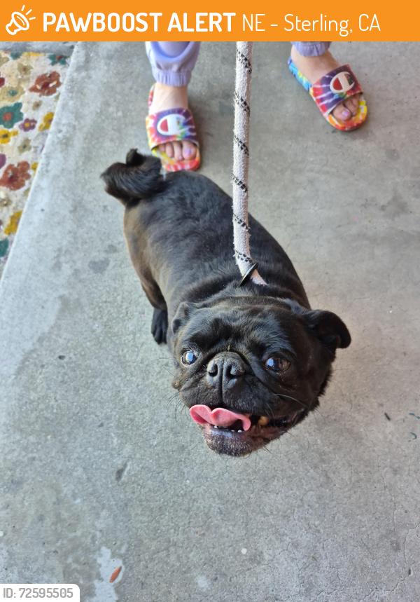 Found/Stray Female Dog last seen Mirada and Arden, NE - Sterling, CA 92346