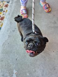 Found/Stray Female Dog last seen Mirada and Arden, NE - Sterling, CA 92346