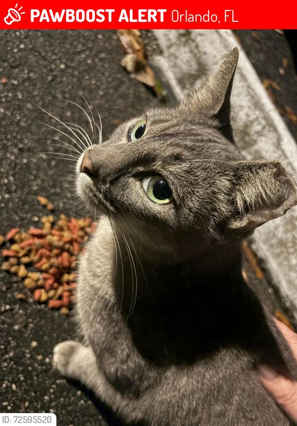 Lost Female Cat last seen Vineland Ave and 535, Orlando, FL 32821