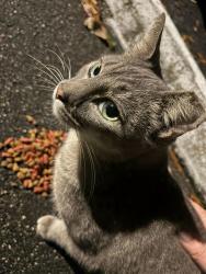 Lost Female Cat last seen Vineland Ave and 535, Orlando, FL 32821