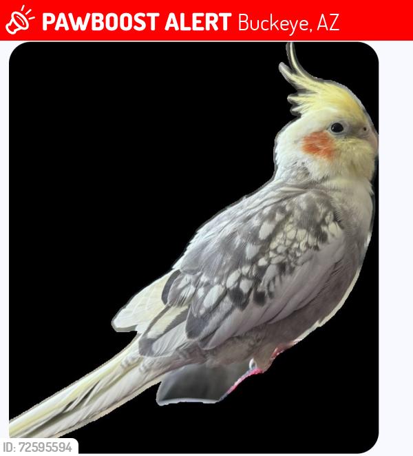 Lost Male Bird last seen Canyon Springs and Sun Valley Pkwy., Buckeye, AZ 85396
