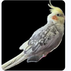 Lost Male Bird last seen Canyon Springs and Sun Valley Pkwy., Buckeye, AZ 85396