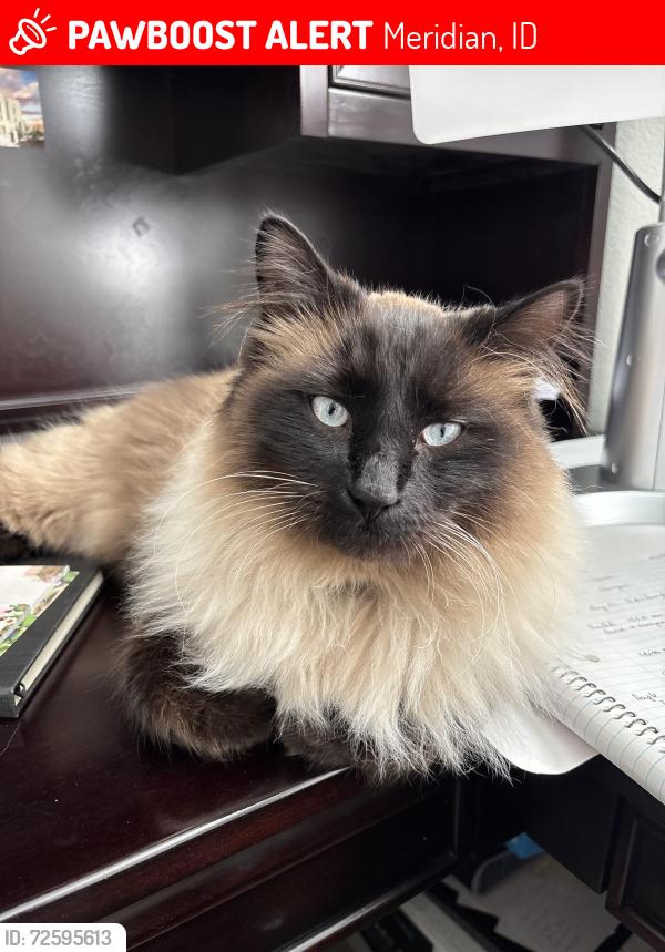 Lost Male Cat last seen  Parkside Creek Subdivision , Meridian, ID 83642