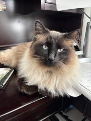 Lost Male Cat last seen  Parkside Creek Subdivision , Meridian, ID 83642
