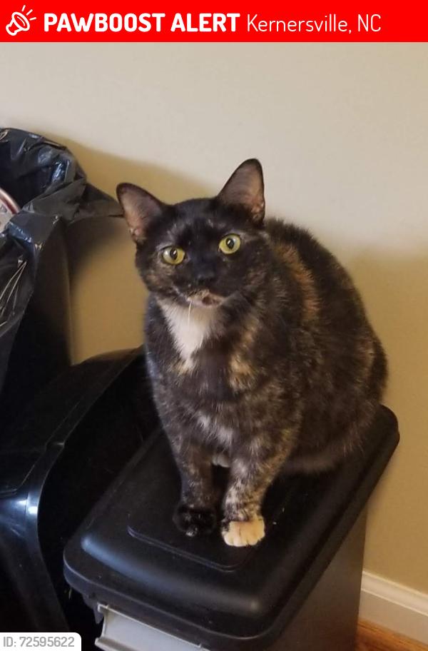 Lost Female Cat last seen Near Foxfire Rd, Kernersville, NC 27284