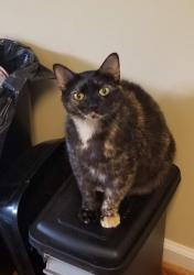 Lost Female Cat last seen Near Foxfire Rd, Kernersville, NC 27284