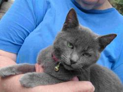 Found/Stray Female Cat last seen Spring Pines Way, Raleigh, NC 27616