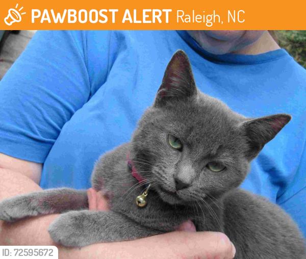 Found/Stray Female Cat last seen Spring Pines Way, Raleigh, NC 27616