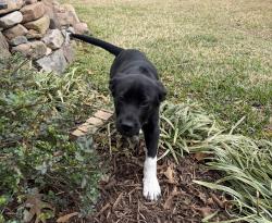 Found/Stray Female Dog last seen Aberdeen and Heather Ln., Tyler, TX 75703