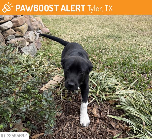 Found/Stray Female Dog last seen Aberdeen and Heather Ln., Tyler, TX 75703