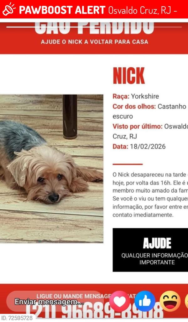 Lost Male Dog last seen Escola padre Dehon , Osvaldo Cruz, RJ 21341-120