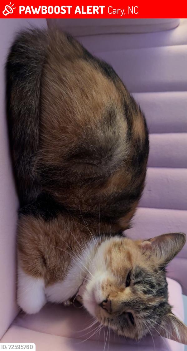Lost Female Cat last seen Near Oxford square apmts, Cary, NC 27511