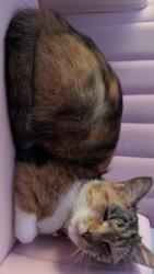 Lost Female Cat last seen Near Oxford square apmts, Cary, NC 27511