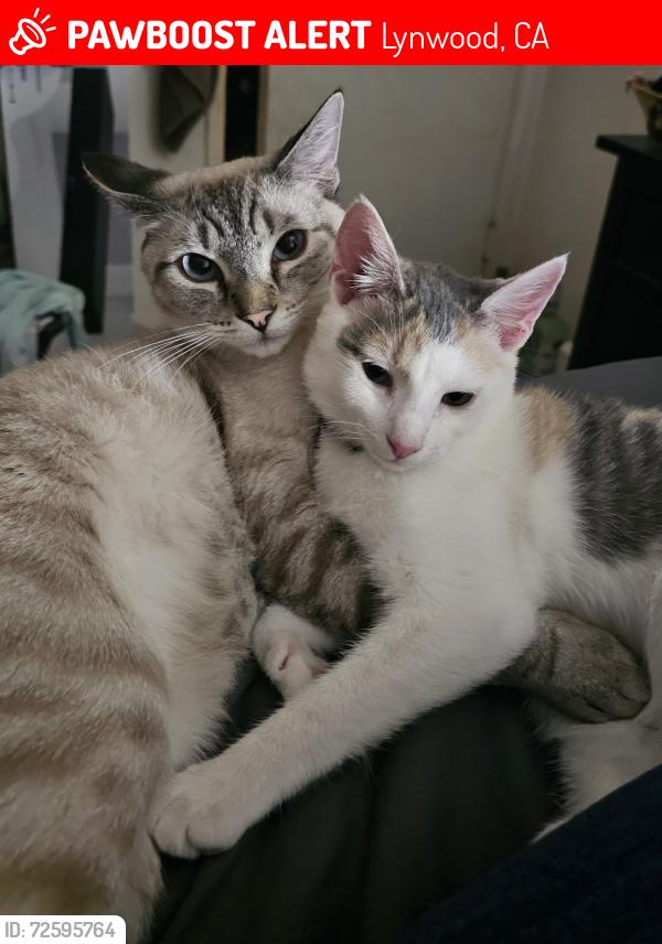 Lost Female Cat last seen Banning/Lindbergh , Lynwood, CA 90262