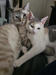Lost Female Cat last seen Banning/Lindbergh , Lynwood, CA 90262