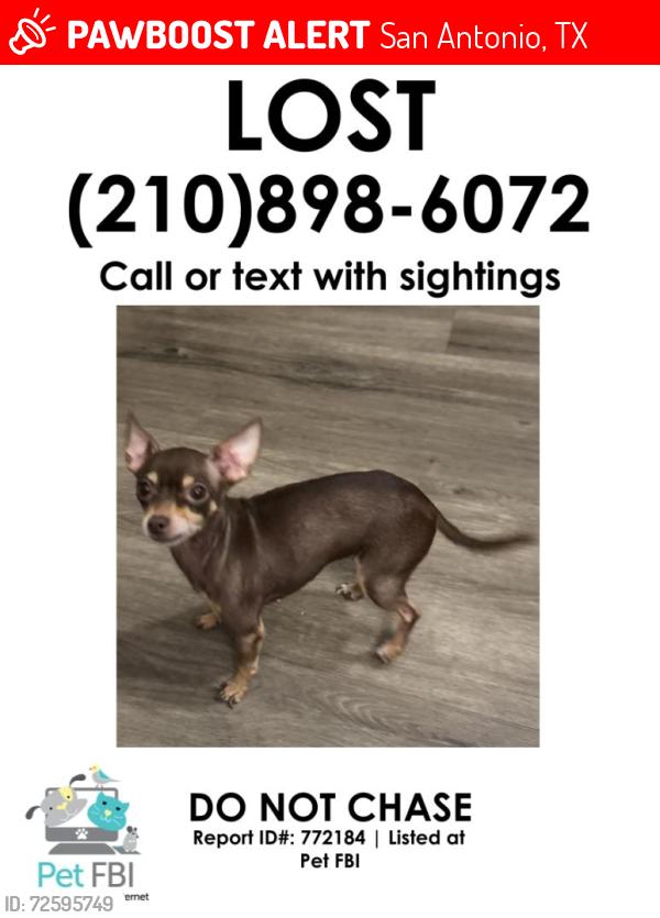 Lost Female Dog last seen Fredericksburg Rd and Vance Jackson , San Antonio, TX 78201