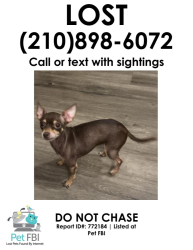 Lost Female Dog last seen Fredericksburg Rd and Vance Jackson , San Antonio, TX 78201