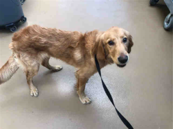 Lost Male Dog last seen Devonshire st  and Havenhurst ave  , Los Angeles, CA 91344