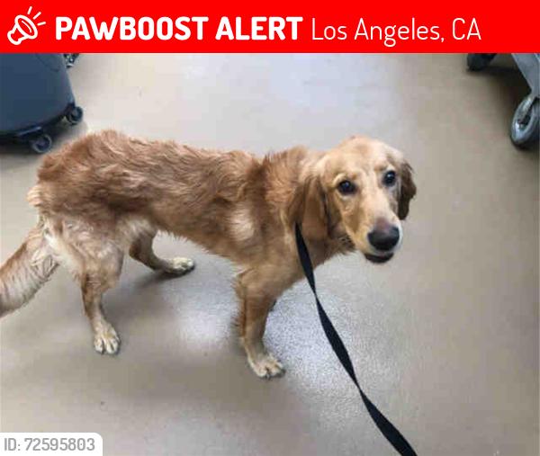 Lost Male Dog last seen Devonshire st  and Havenhurst ave  , Los Angeles, CA 91344