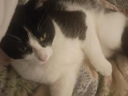 Found/Stray Female Cat last seen 35th and S. Noland Rd, Independence, MO 64055