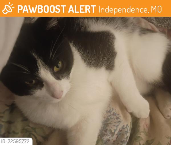 Found/Stray Female Cat last seen 35th and S. Noland Rd, Independence, MO 64055