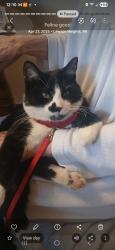 Lost Male Cat last seen Hillcrest Drive , Latrobe, PA 15650